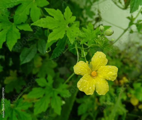 yellow flowers on a green background