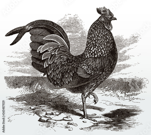 Striding rooster cock in side view, after engraving from 19th century photo