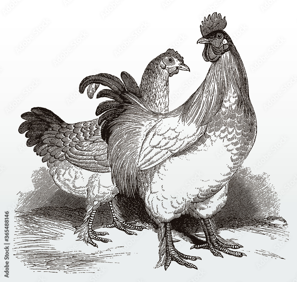 Cock Breed