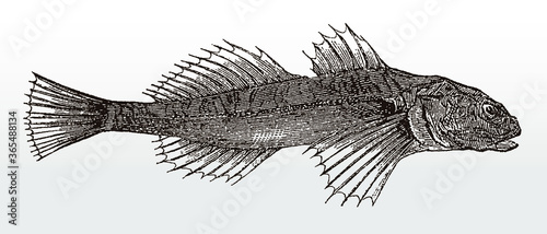 European bullhead, cottus gobio, a fish distributed in European rivers in side view, after an antique illustration from the 19th century