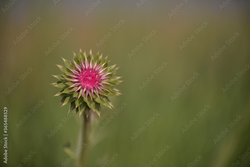 Cynara scolymus in the field. artichoke on sunny day