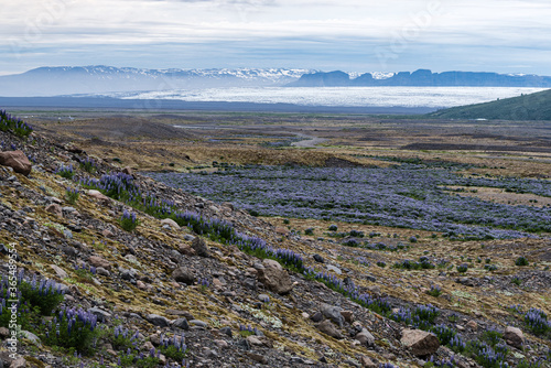 Lupines purple field facing a glacier - Iceland