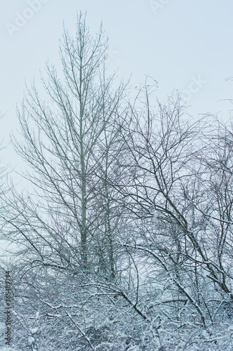 Wallpaper Mural Winter trees in heavy snow near the river. Torontodigital.ca