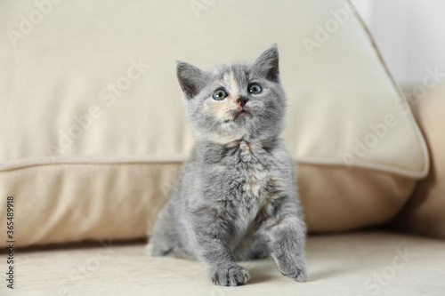 Cute British Shorthair kitten on beige sofa. Baby animal © New Africa