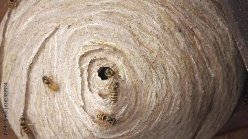 Sächsische Wespen (Dolichovespula saxonica) am Nest photo