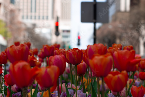 Tulips Chicago Spring