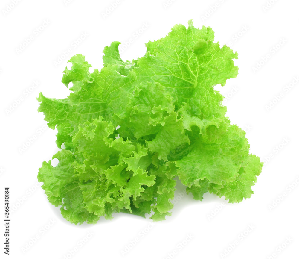 Fresh lettuce isolated on a white background. Fresh lettuce isolated on a white background.