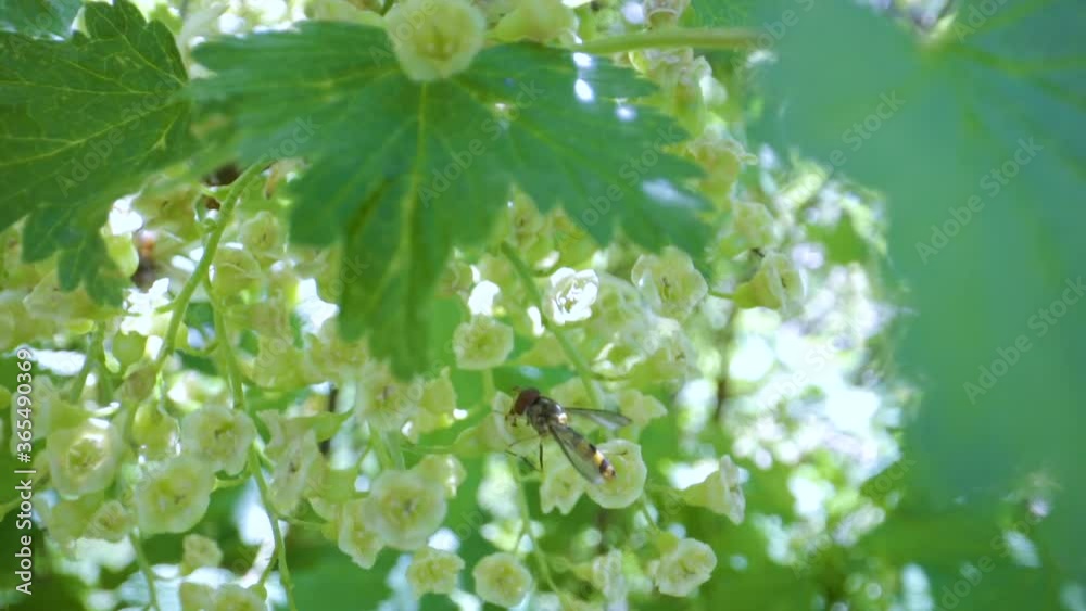 A bee hanging on the flower of the maple tree A bee hanging on the flower of the maple tree