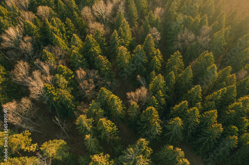 Warm sun light forest aerial view. Drone shot of forest during sunset or sunrise. Wallpaper texture of the forest