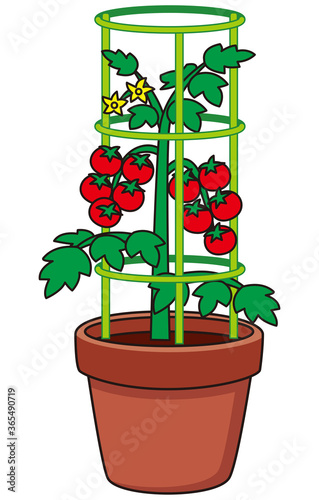 プチトマト栽培　支柱