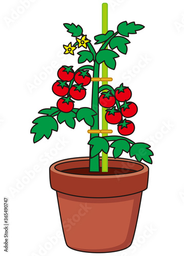 プチトマト栽培　植木鉢