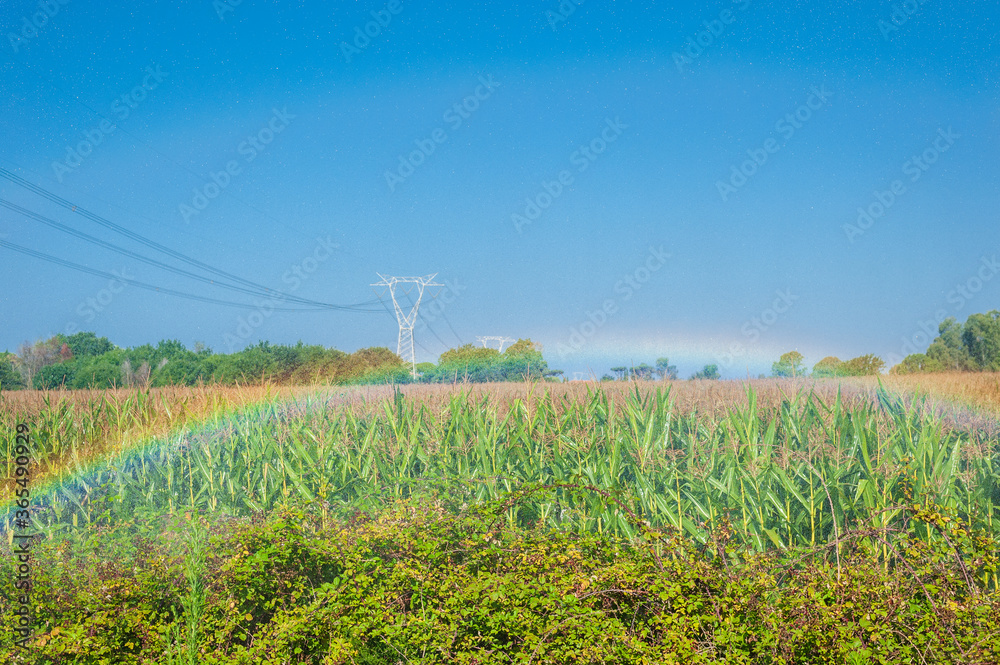 A Rainbow in a field of cob, irrigated by a strong jet of water, sunny day and summer heat
