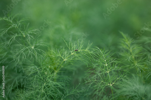 Little fly resting on a young bright green dill