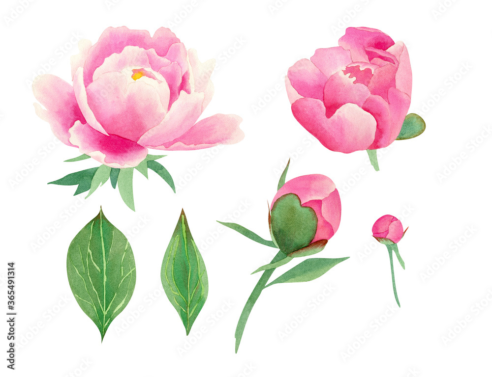 Fototapeta premium Flower set. Watercolor peonies for wedding invitation design, fabric, decor