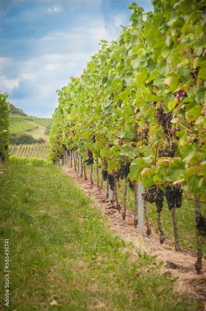 Vineyard summer landscape in Germany. Farm winery and wine growing. Black grapes on plants.
