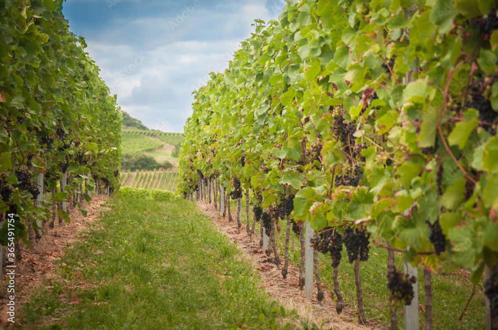 Vineyard summer landscape. Farm winery and wine growing. Green grapes on plants.