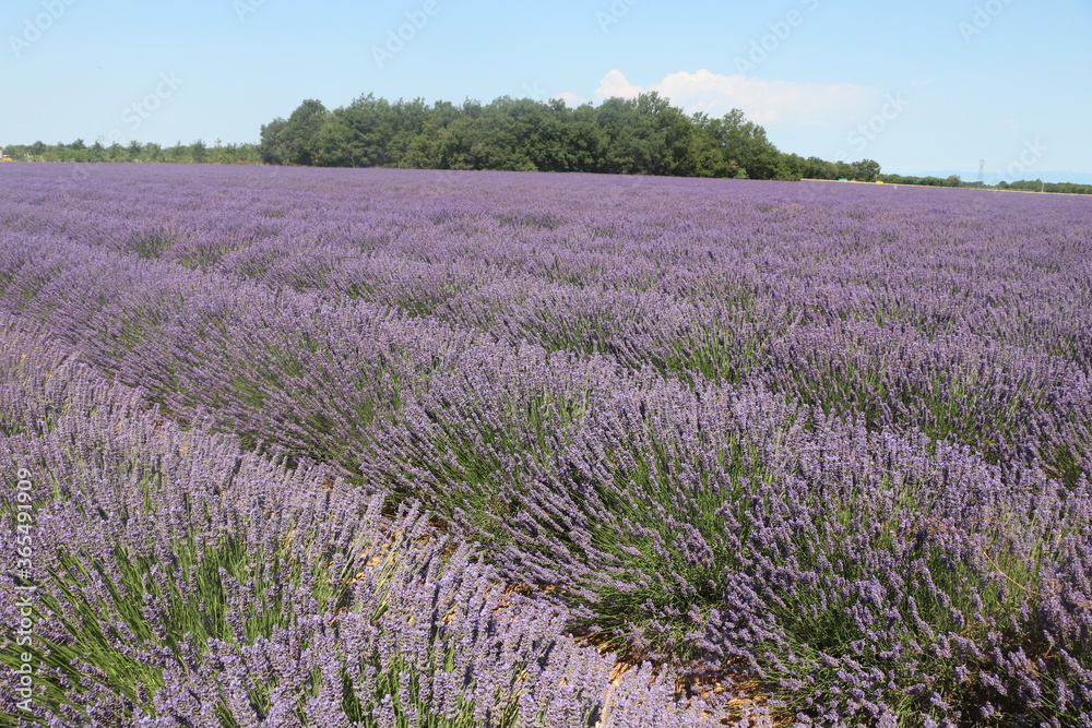 Champ de lavandes