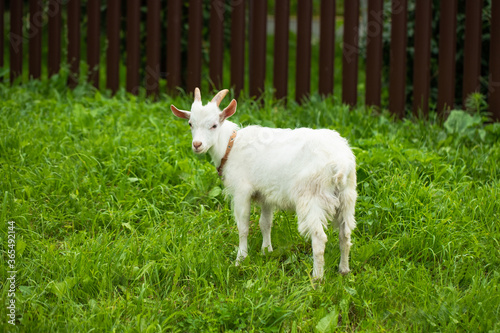 Domestic Goat Baby On Grass On Free Walk In Meadow In Village