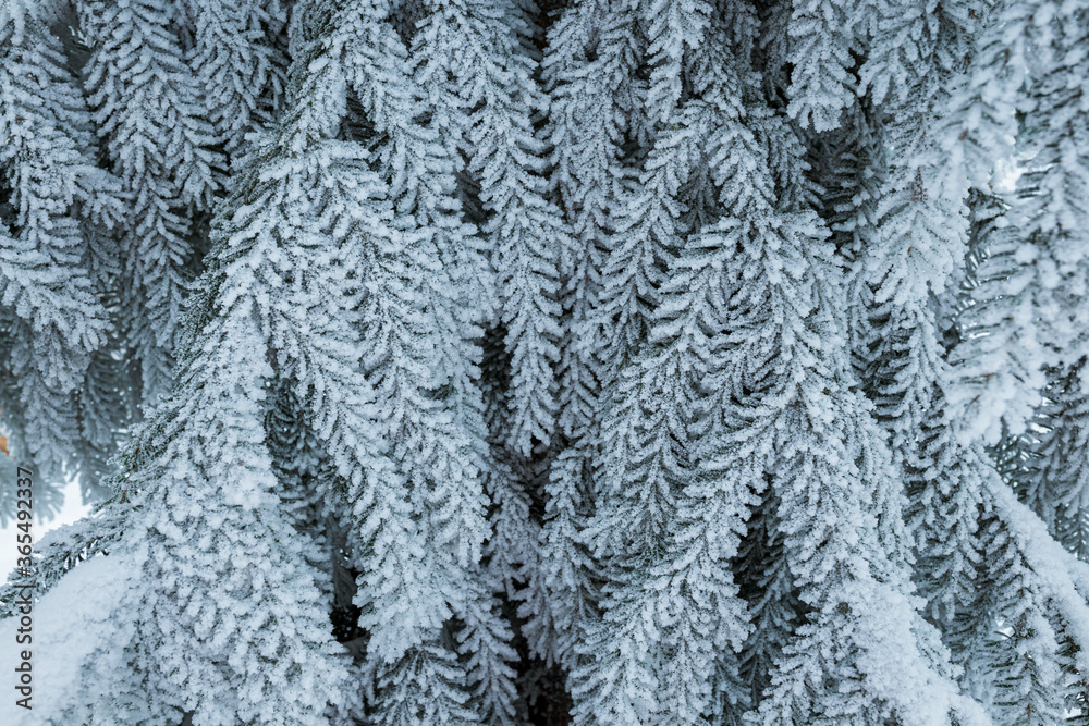 Hoarfrost in spruce tree branches at winter