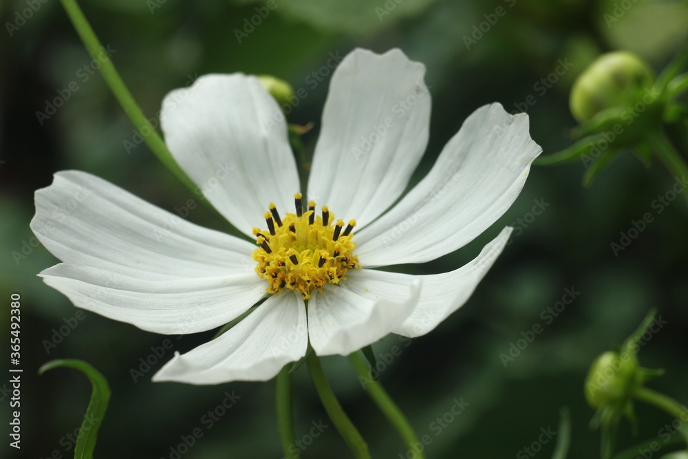 White cosmos on the dark green background. Flower closeup.