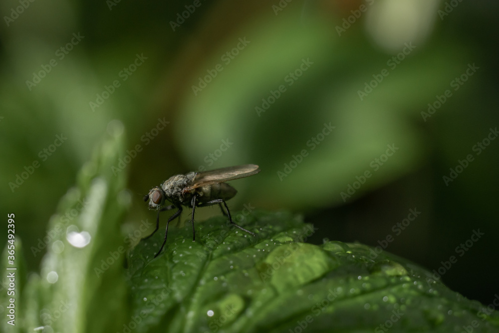 Cabbage root fly Delia radicum sitting on a leaf Cabbage root fly Delia radicum sitting on a leaf