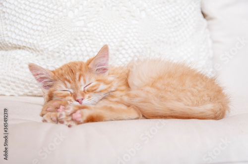 Sleeping kitten on a white pillow. Front view