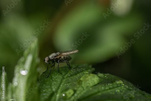 Cabbage root fly Delia radicum sitting on a leaf