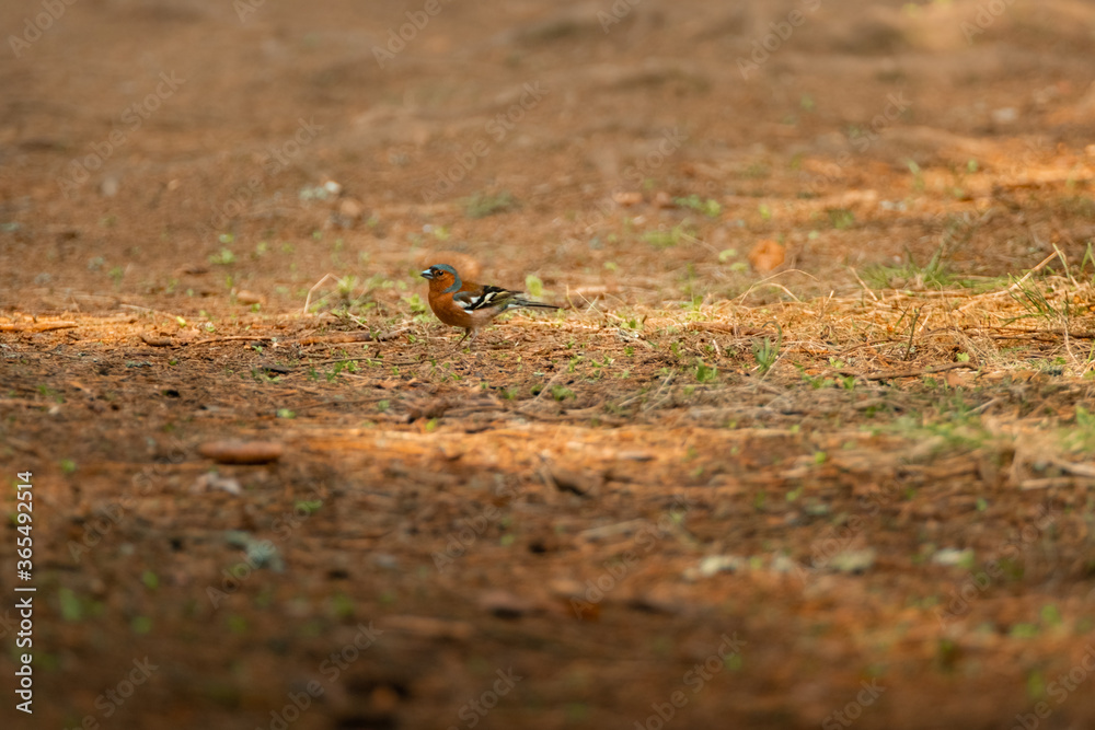 A chaffinch walks the earth and searches for food