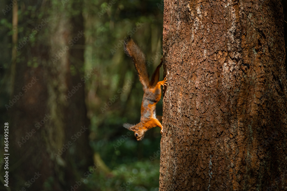 Squirrel jumps on the vertical trunk of an old thick spruce. There is a bright sunspot on the squirrel Squirrel jumps on the vertical trunk of an old thick spruce. There is a bright sunspot on the squirrel
