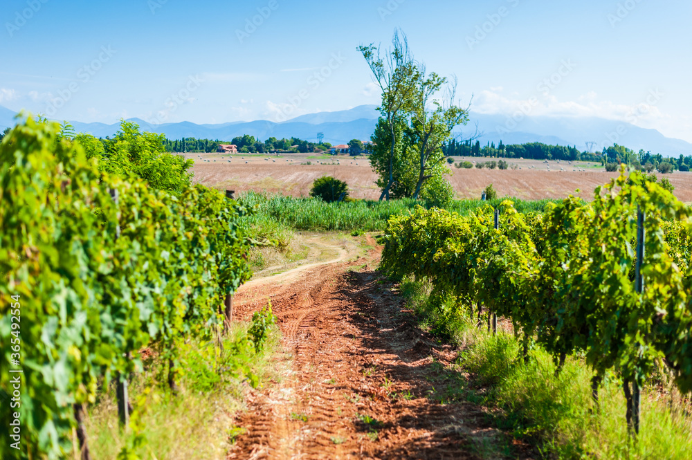 Sunny day in the middle of a vineyard, red land to cultivate