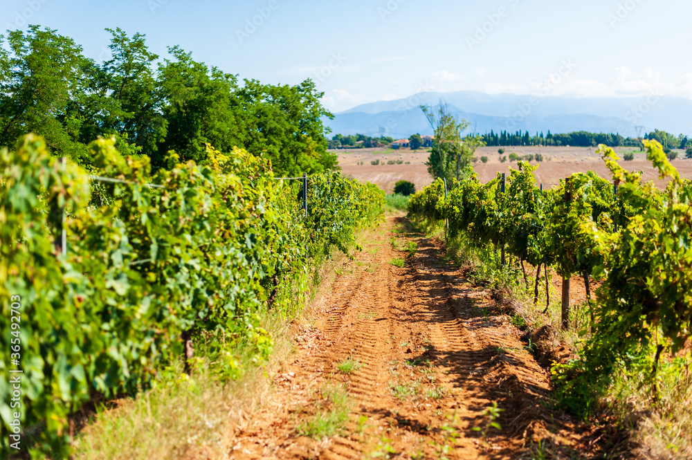Sunny day in the middle of a vineyard, red land to cultivate