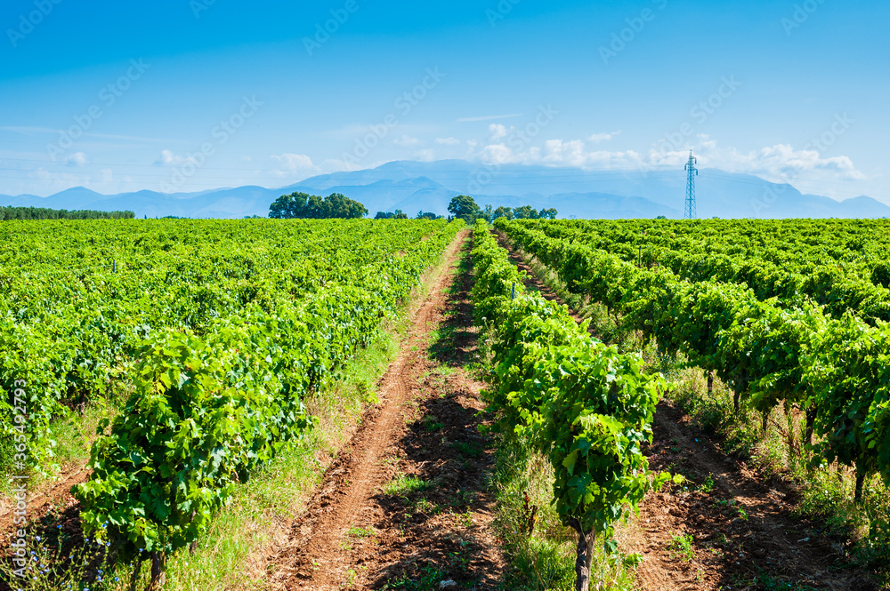 Sunny day in the middle of a vineyard, red land to cultivate