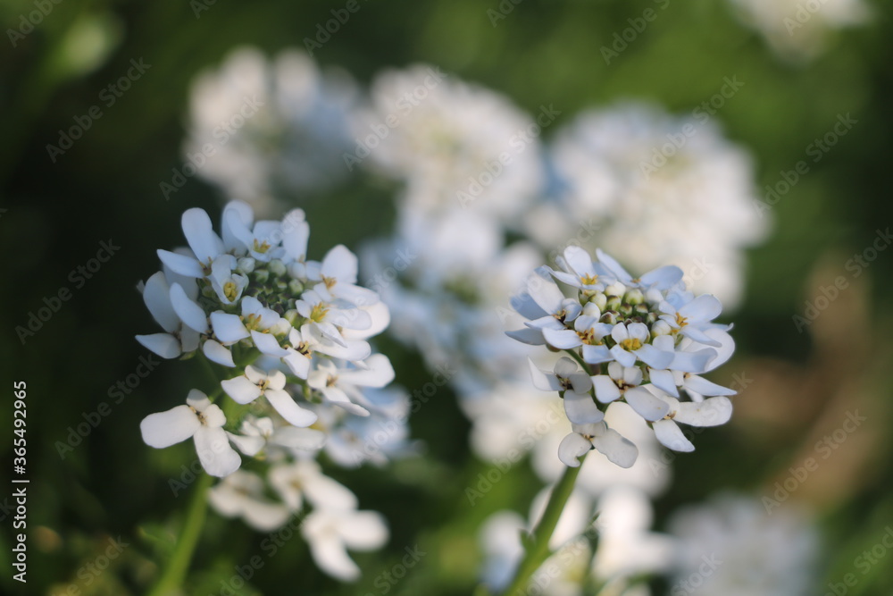Fleurs blanches Fleurs blanches