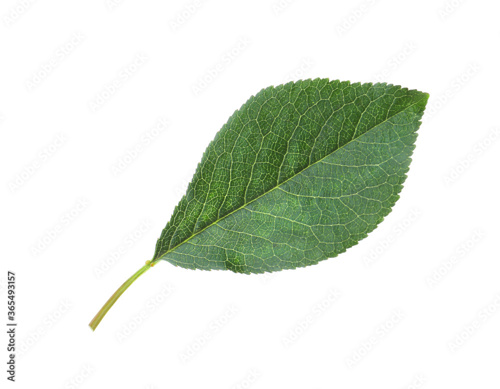Green leaf of cherry tree isolated on white Green leaf of cherry tree isolated on white