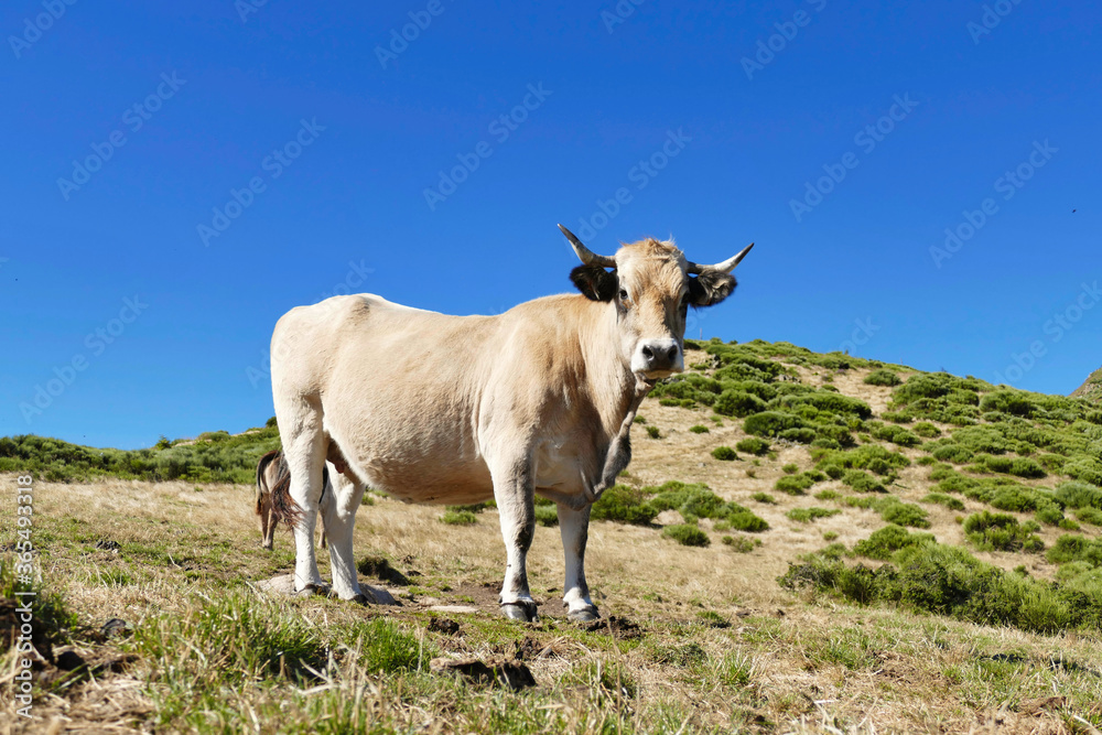 Portrait of a cow of French breed Aubrac against blue sky, bovine beauty Portrait of a cow of French breed Aubrac against blue sky, bovine beauty