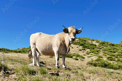 Fototapeta Naklejka Na Ścianę i Meble -  Portrait of a cow of French breed Aubrac against blue sky, bovine beauty