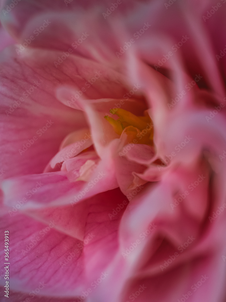 close up of pink camellia