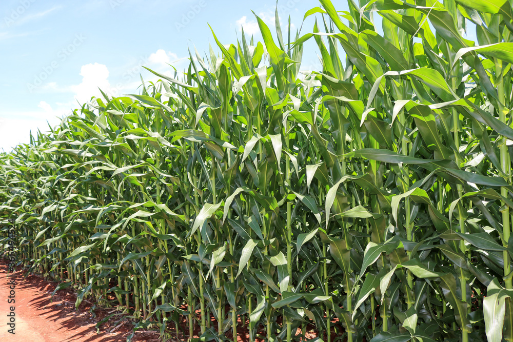 milho-corn-plantation