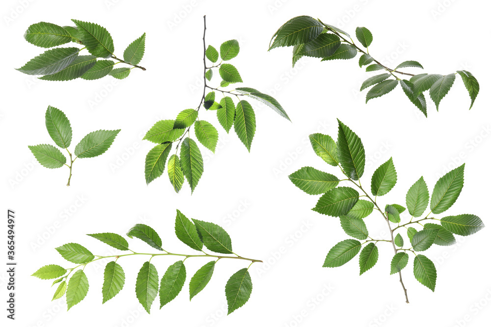 Set with young fresh leaves on white background Set with young fresh leaves on white background