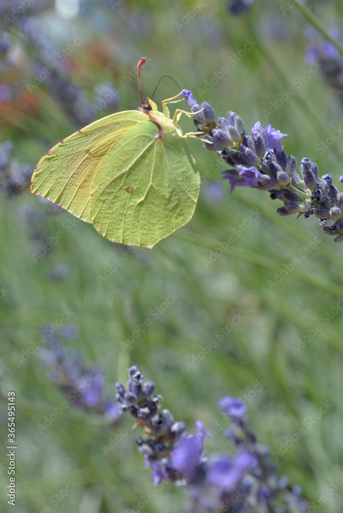 THE CLEOPATRA BUTTERFLY ON THE LAVENDER FLOWER IN SUMMER IN CROATIA. YELLOW BUTTERFLY, THE CLEOPATRA BUTTERFLY ON THE LAVENDER FLOWER IN SUMMER IN CROATIA. YELLOW BUTTERFLY,
