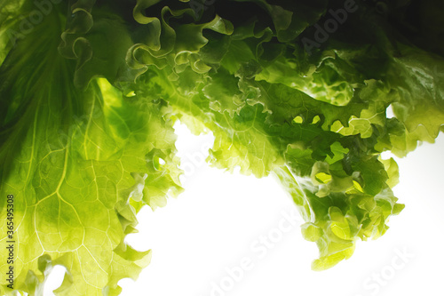 Close-up of fresh green leaf lettuce on white background