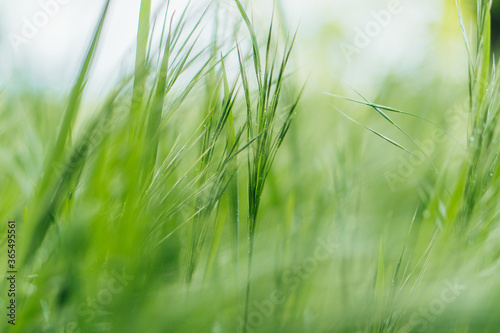 close up of green and fresh grass