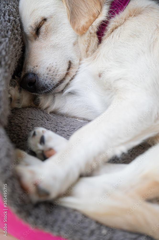 Cute puppy dog sleeping in her bed. Cute puppy dog sleeping in her bed.