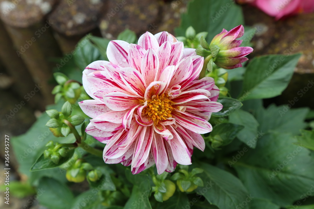 Obraz premium Isolated natural dahlia flower on green background