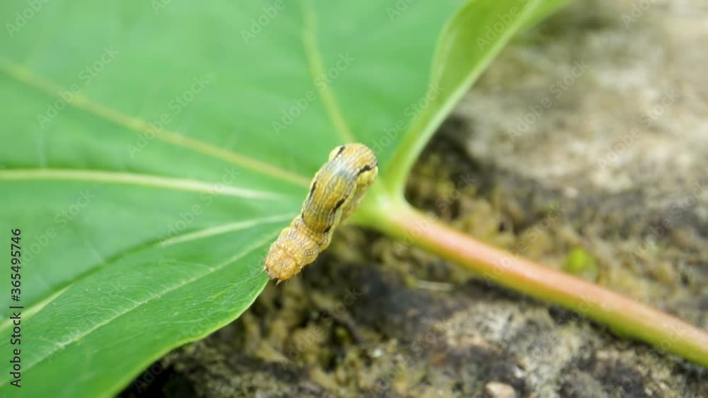 The crawling caterpillar folding its body The crawling caterpillar folding its body