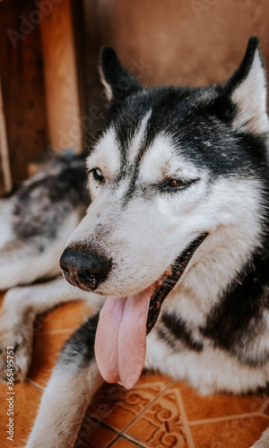 siberian husky dog