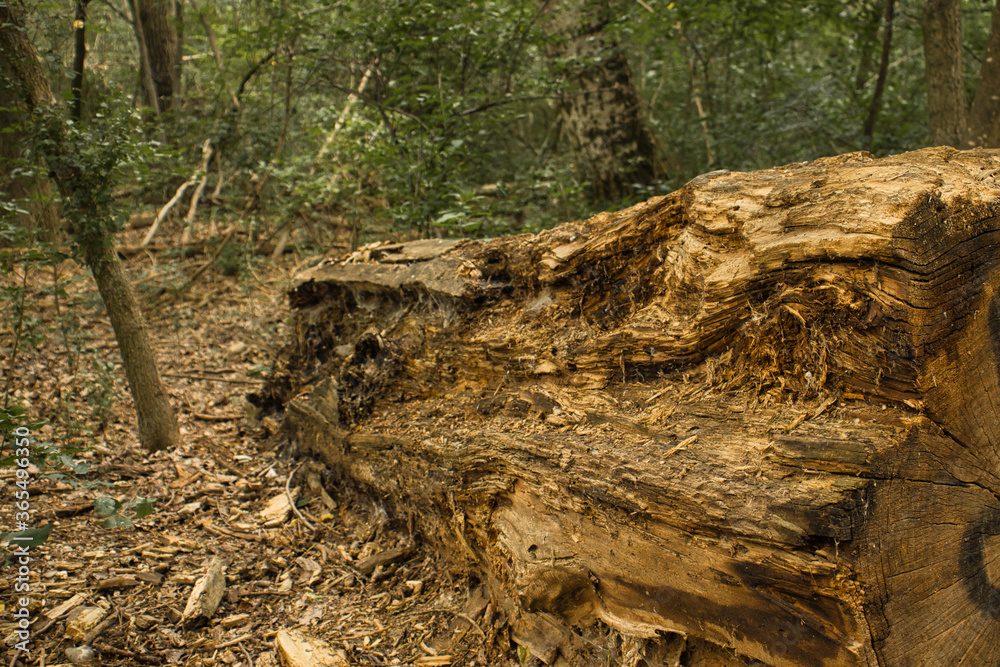 trunk in the woods detailed, old trunk in the woods with nice contrast trunk in the woods detailed, old trunk in the woods with nice contrast