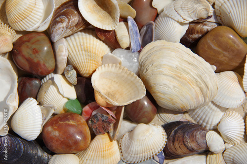 Background in warm colors of multicoloured seashells