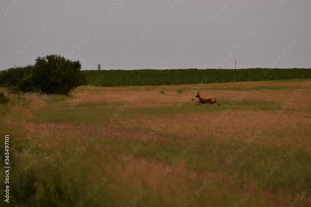 Naklejka premium deer in the wheat field