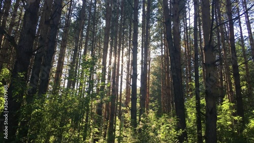 Wallpaper Mural Sunlight between trees in the forest at sunset Torontodigital.ca